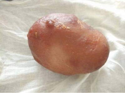 保定收购鉴定猪宝联系方式