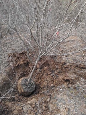 上海白花玉石籽大石榴树生产基地