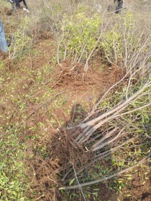 上海白花玉石籽大石榴树生产基地