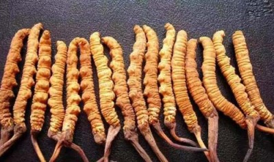 保定冬虫夏草回收大量收购