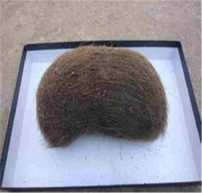 三沙猪宝收购鉴定