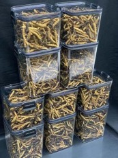 常山回收冬蟲夏草電話多少