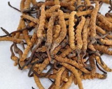 黑龙江冬虫夏草回收联系号码