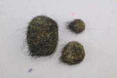 赤峰鸡宝高价收购