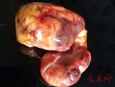 张家界鸡宝长期收购