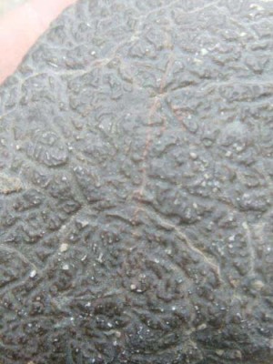 湛江现金收购火星陨石电话
