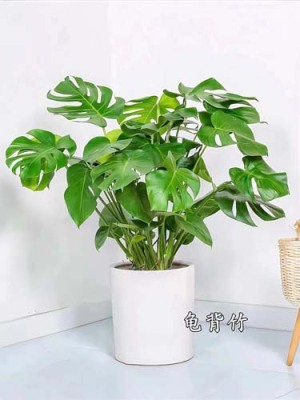 漕湖绿化养护施工大概多少钱