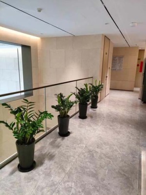 乐余绿化出租公司哪家好