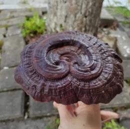 延安正规私下收购灵芝名贵药材收购价格