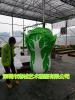 惠州生态公园招财玻璃钢大白菜雕塑定制厂家