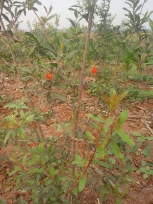 绍兴白花玉石籽大石榴树图片