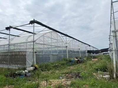 绵阳连栋蔬菜温室生产安装
