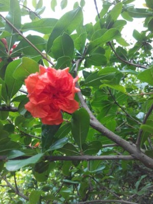江西白花玉石籽石榴树价格