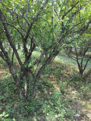 洛阳白花玉石籽古石榴树生产基地