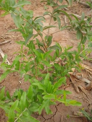 宁波红花玉石籽石榴种植技术