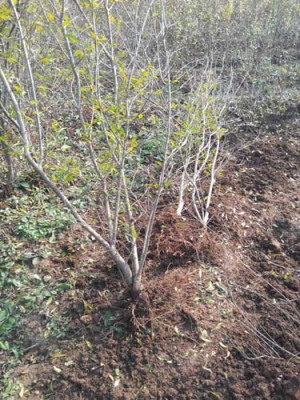 常州牡丹花古石榴树生产基地