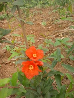 衡阳牡丹花大石榴树种植技术