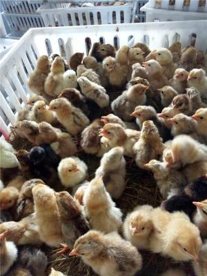 安徽正规的胡须鸡养殖供应商