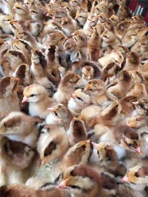 江西好口碑的故始鸡养殖生产厂商电话