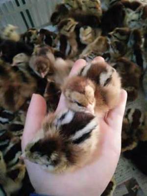 江苏靠谱的杏花鸡养殖电话