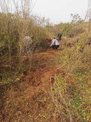 洛阳红玛瑙石榴生产基地