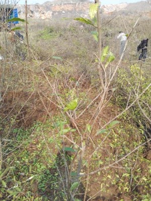 无锡白花玉石籽古石榴树种植技术