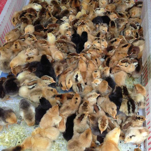 浙江靠谱的清远麻鸡养殖批发