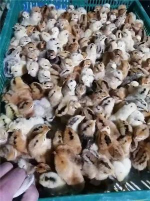 河北好口碑的故始鸡养殖电话多少