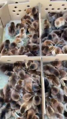 河南正规的鸡养殖厂商销售