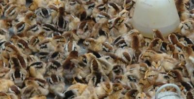 福建放心的土鸡养殖电话多少