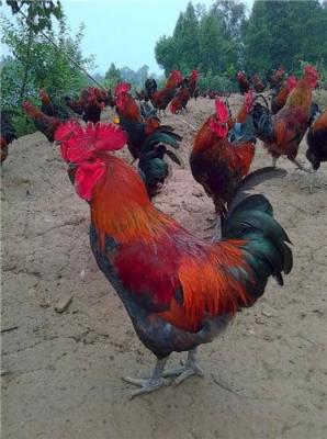 海南好口碑的家禽养殖出售