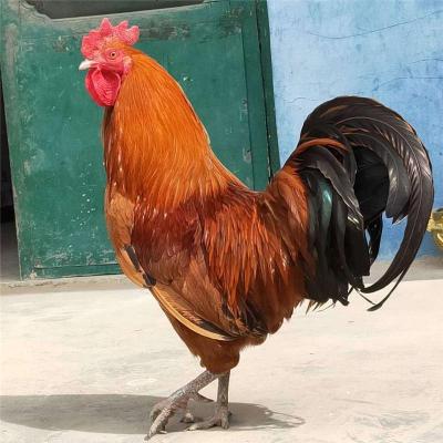 河北放心的土鸡养殖生产厂商电话