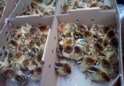 湖南放心的芦花鸡养殖出售