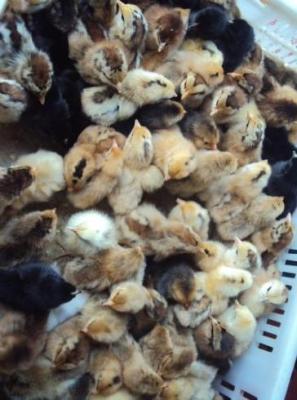 海南放心的杏花鸡养殖出售