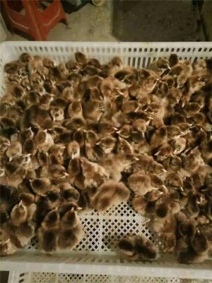 云南技术好的珍珠鸡养殖批发