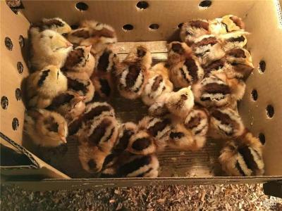 福建价格低的家禽养殖加工