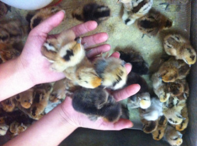 云南价格低的仙居鸡养殖报价单