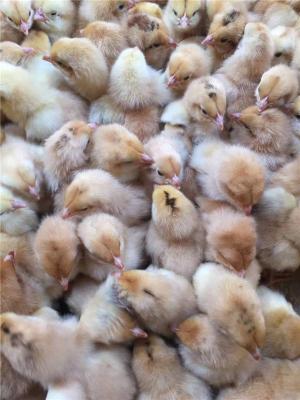 湖北价格低的肉鸡养殖多少钱