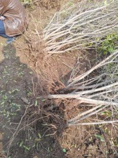 滁州红玛瑙大石榴树生产基地