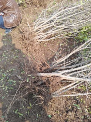 滁州红玛瑙大石榴树生产基地
