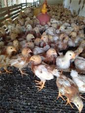 福建价格低的芦花鸡养殖生产厂商定制