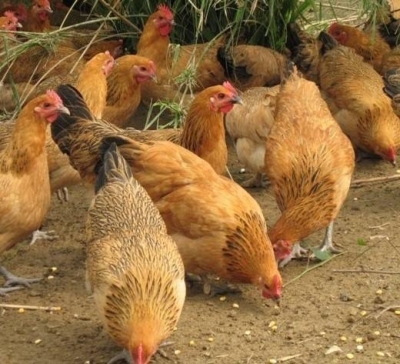 贵州价格低的胡须鸡养殖多少钱