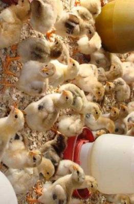 湖南技术好的鸡养殖多少钱