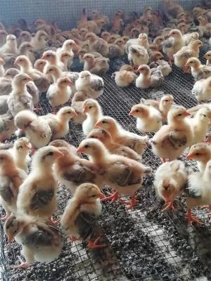 广西技术好的珍珠鸡养殖厂家定制