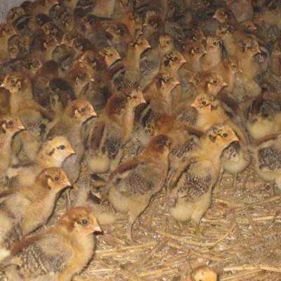 贵州好口碑的家禽养殖多少钱