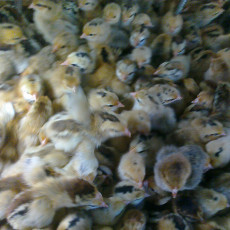 山西价格低的鸡养殖供应商