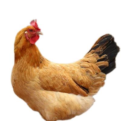 湖南放心的珍珠鸡养殖收费标准