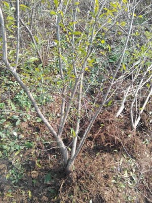 商丘白花玉石籽石榴树苗价格