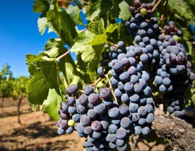 江西澳洲红酒金狮系列葡萄酒名庄