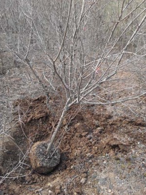 苏州牡丹花石榴树苗生产基地